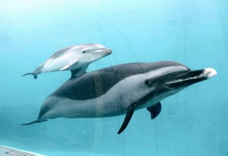 マダライルカの赤ちゃん、公開 和歌山・太地、くじらの博物館：山陽