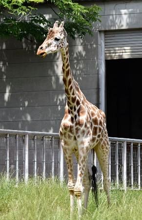 高齢19歳キリン死ぬ 名古屋の東山動植物園：山陽新聞デジタル｜さんデジ
