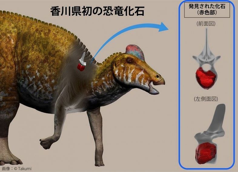 香川で初 恐竜の化石確認 岡山理大 植物食ハドロサウルス類