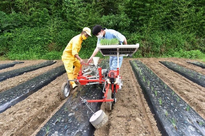 黄ニラ栽培、コスト減へ機械化 相場低迷受け、アーチファーム：山陽 