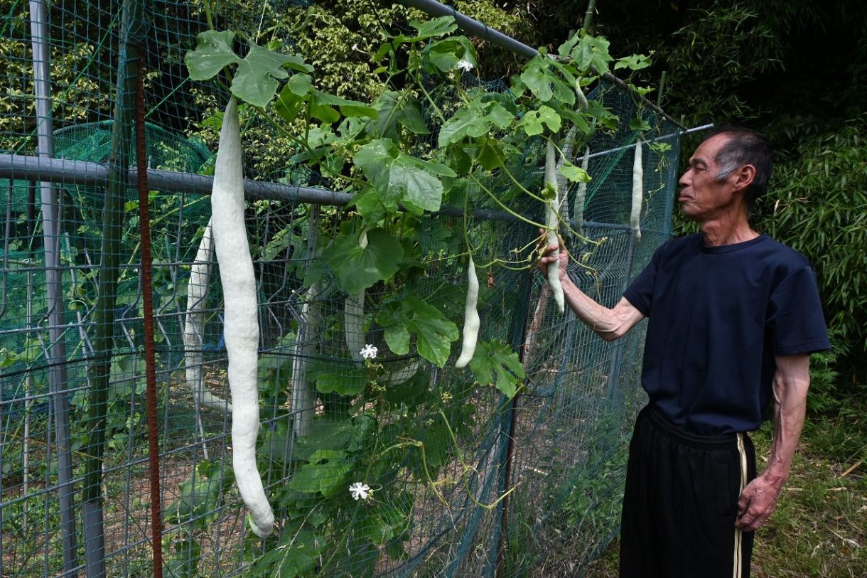 木村さん方の畑で実ったセイロンウリ