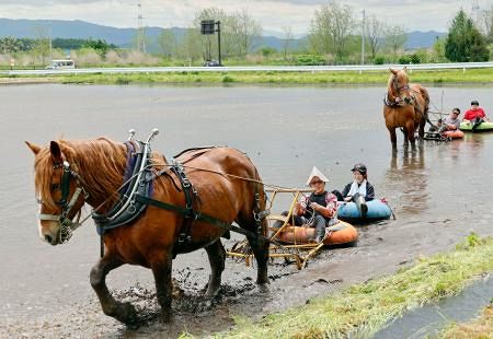 チャグチャグ馬コ」文化継承へ模索 馬が農具引く原風景、岩手・滝沢の