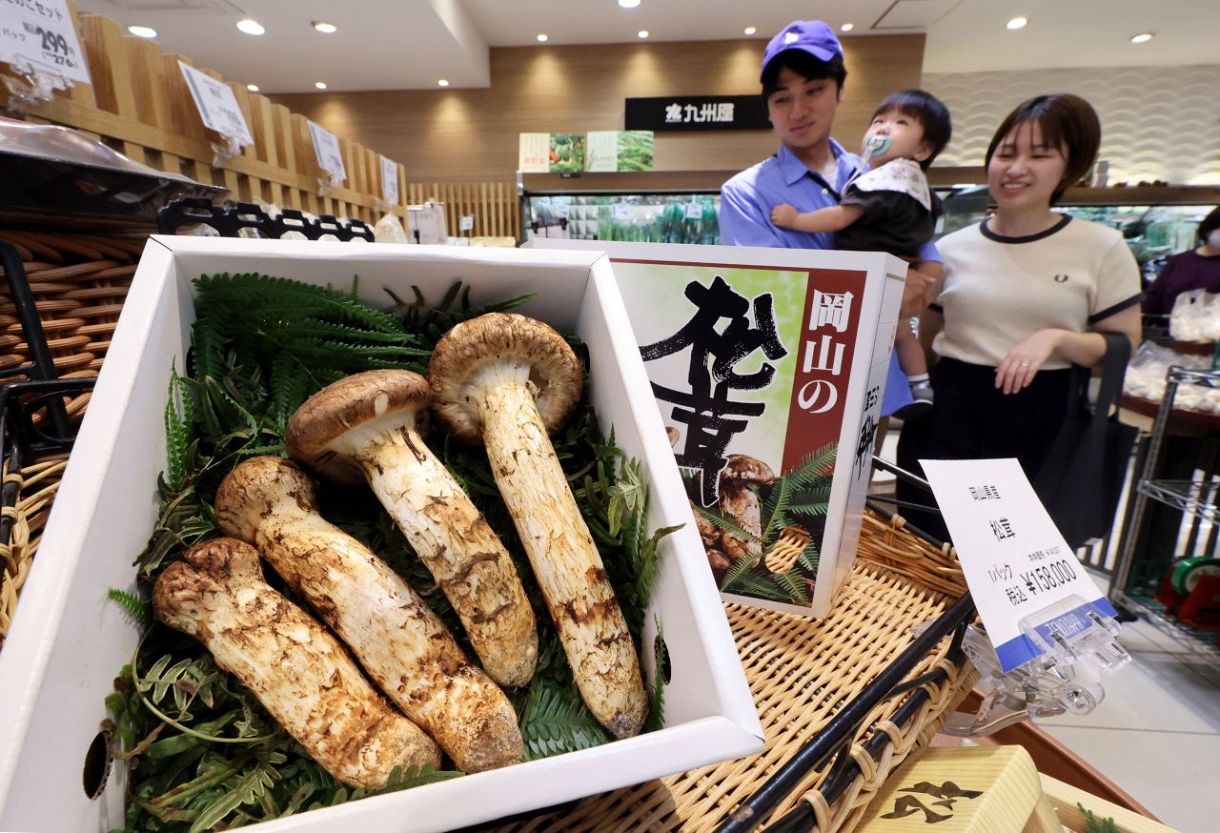 「秋の香り」岡山産マツタケ　百貨店初入荷、昨年より１日早く