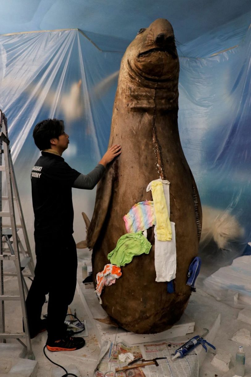 全長3㍍ミナミゾウアザラシ修復 津山・ふしぎ館の剝製、作業公開