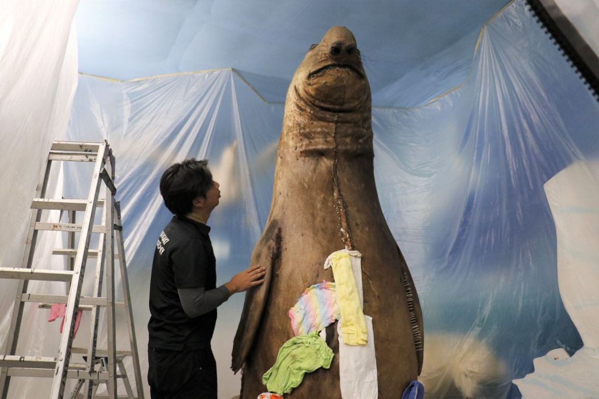 全長3㍍ミナミゾウアザラシ修復 津山・ふしぎ館の剝製、作業公開