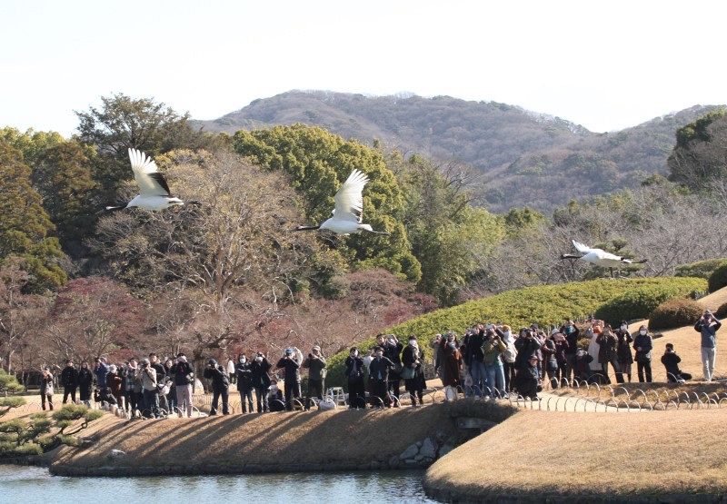 タンチョウ優雅に舞う　岡山・後楽園で「初春祭」