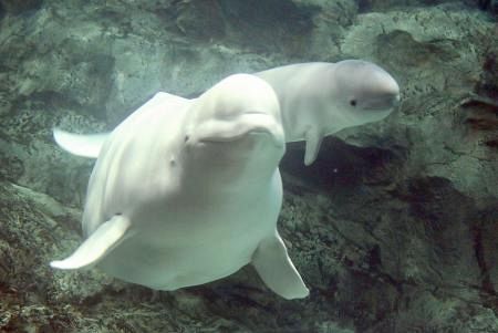 ベルーガ「ナナ」が出産 名古屋港水族館：山陽新聞デジタル｜さんデジ