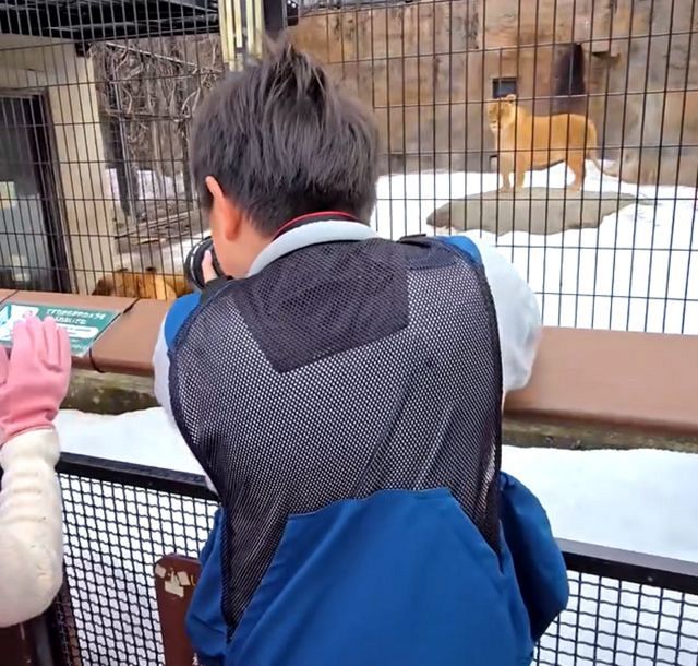 小学生が撮影したライオンの迫力がエグい「鳥肌が立ちました！」「師匠