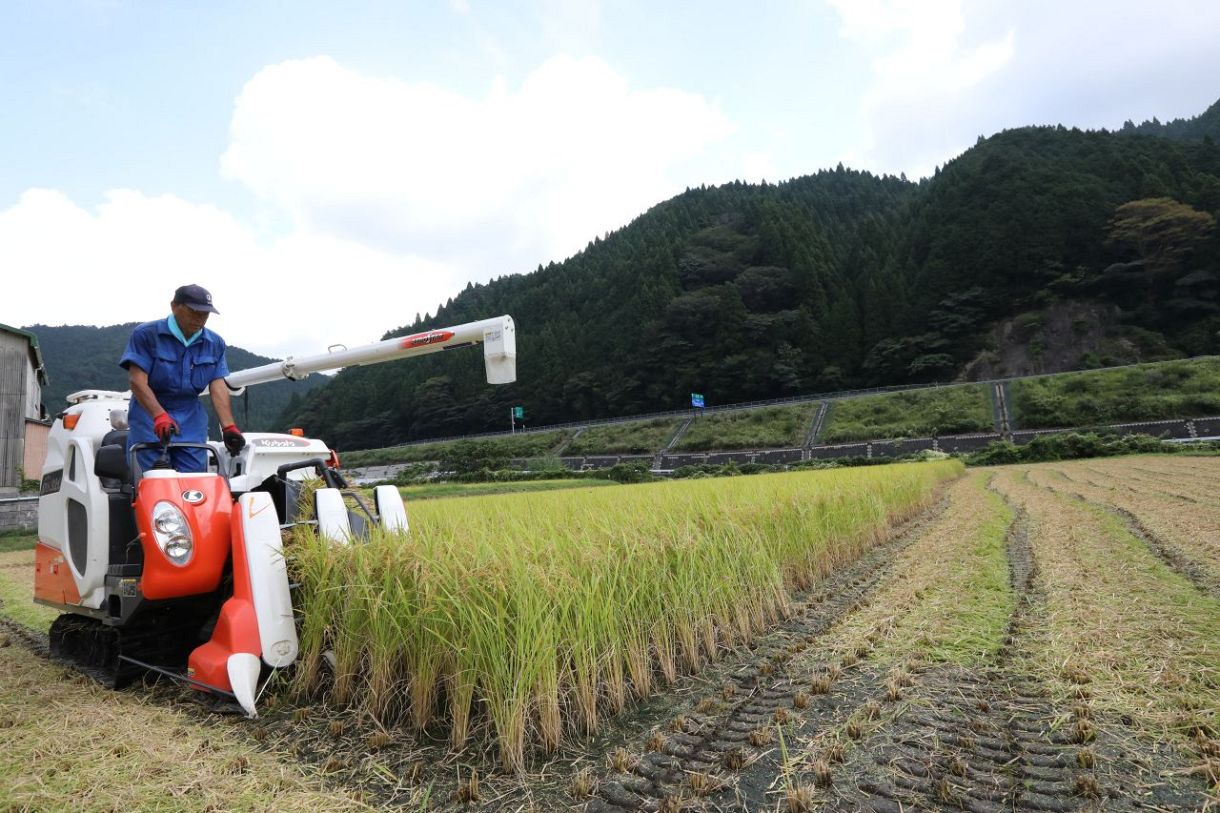 岡山のコメ収量５・５％増　農政局予想、８月降雨で改善