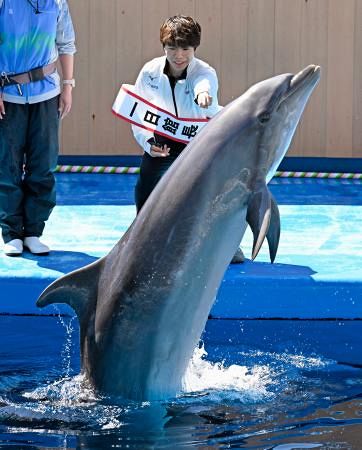 佐藤駿選手、イルカと共演 仙台の水族館で一日館長：山陽新聞デジタル