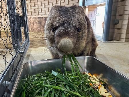 最高齢ウォンバット37歳に 大阪の動物園、長寿お祝い：山陽新聞