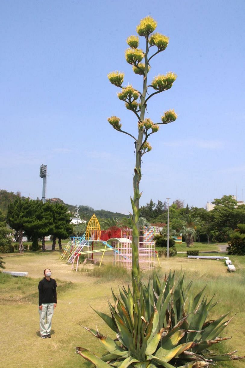 リュウゼツラン、今年も開花 玉野・日之出公園で6株目：山陽新聞