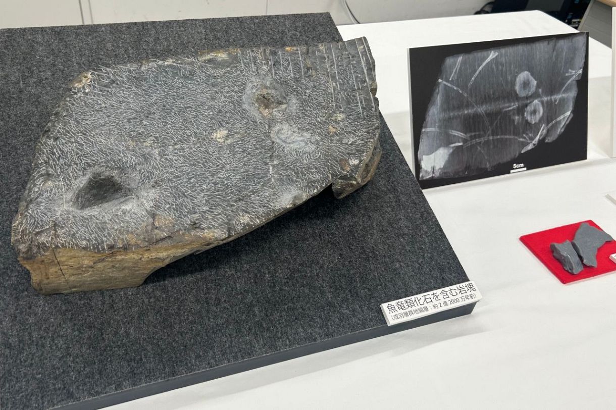魚竜の化石 美術館の展示岩石から「魚竜」化石発見 海に生息する爬虫類、2.2億年前
