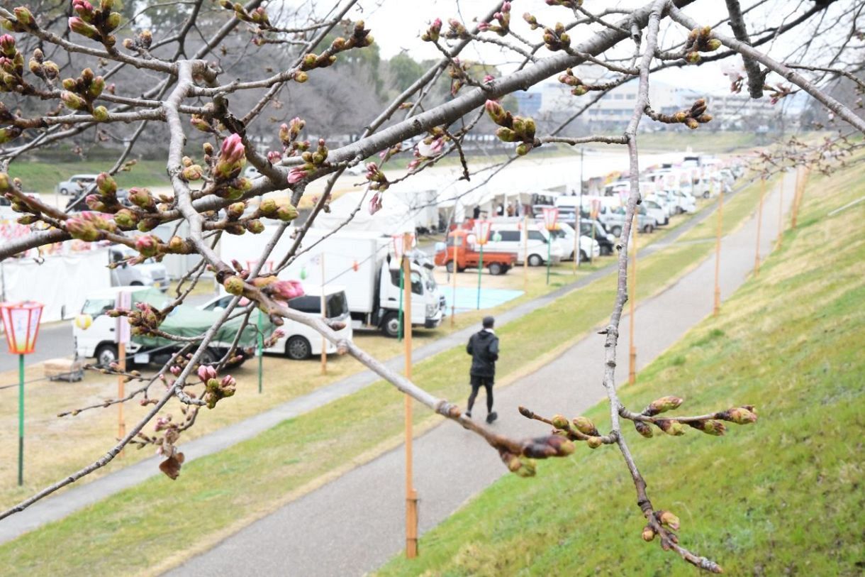 岡山さくらカーニバル ２７日開幕　旭川河川敷 一帯の桜ほころび始める
