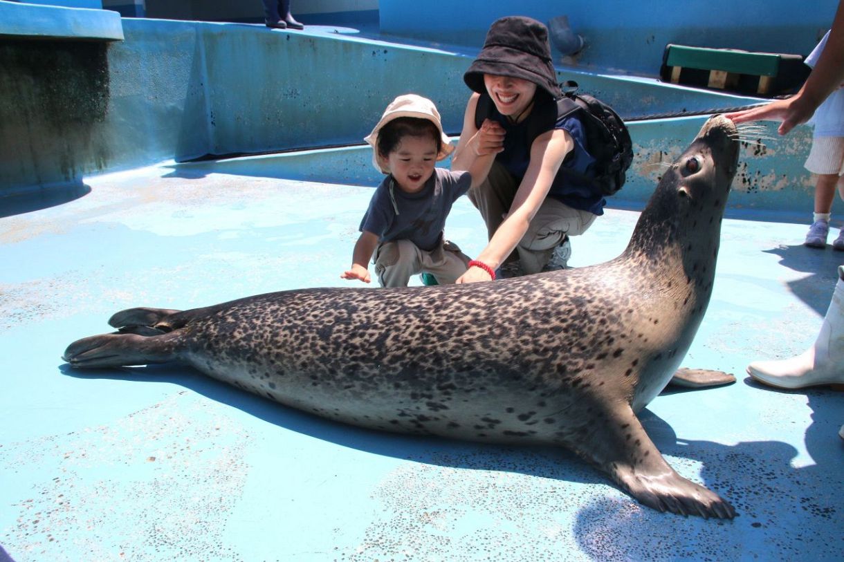 アザラシつるつるで温かい」 玉野海洋博物館 触れ合いイベント