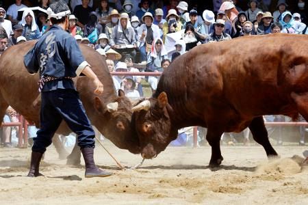 体重1トン同士が激突、迫力の力比べ 岩手・久慈、闘牛で「短角種」も