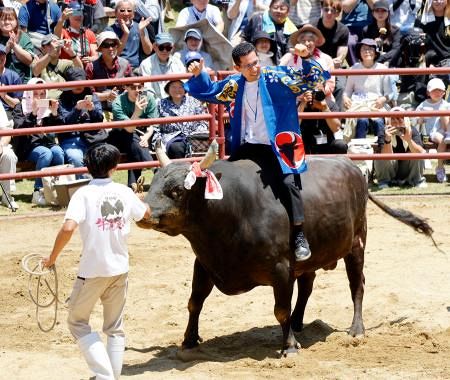 闘牛 体重1トン同士が激突、迫力の力比べ 岩手・久慈、闘牛で「短角種」も