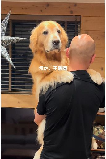 ヤチコダルマ　土佐犬抱っこ ヤチコダルマ 土佐犬抱っこ 楽天市場】【LINE追加10％OFFクーポン