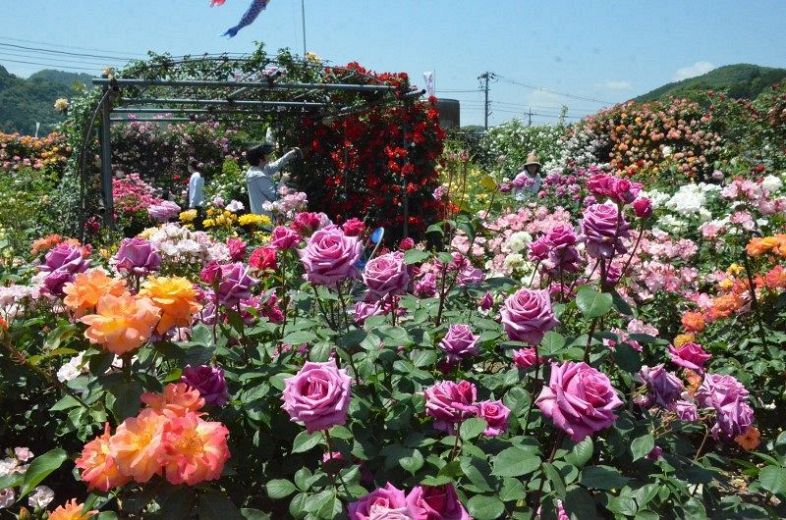 色とりどり咲き競うバラ見頃 和気・もりおか友遊ハウス：山陽新聞