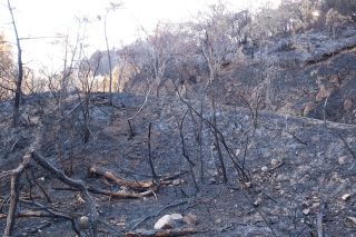 山林火災の記憶次代に　岡山県が来月、県民参加の植樹行事