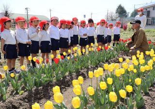 赤と黄のチューリップ鮮やか　浅口・川上さん栽培 園児ら楽しむ