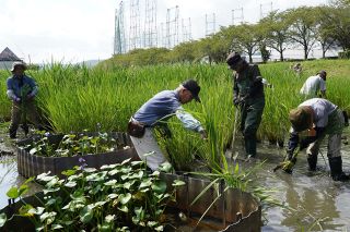 ミズアオイ全滅危機 　倉敷川自生地　ボランティアらが保護に向け、タニシや雑草除去