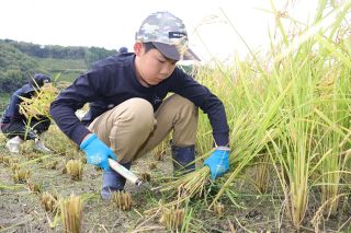 真庭・余野小児童がもち米収穫　伝統の「霜月祭」継承へ