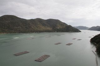 岡山県のカキ水揚げ遅れ　需要期控え成育懸念