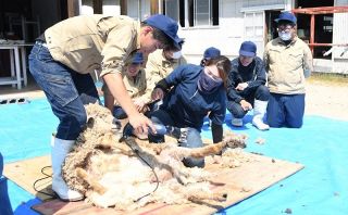 瀬戸南高生がヒツジの毛刈り体験　畜産業の学習の一環