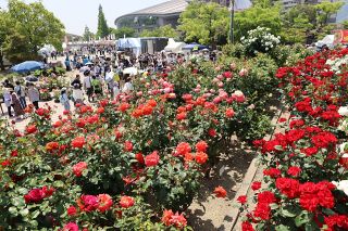 福山のバラ庭園、売り込め　 観光協会が旅行商品に助成