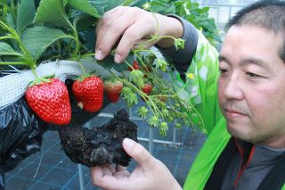 「山鳥毛いちご」いかが？ 玉鋼くず使い栽培　瀬戸内・道の駅