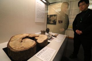 「戦災樹木」戦争の惨禍伝える　岡山空襲展示室で公開開始