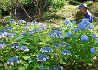 アジサイ見て疲れ癒やして　笠岡・大窪寺周辺で見頃