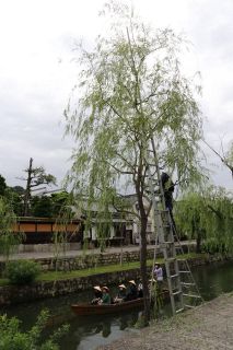 柳すっきりと涼しげ　倉敷・美観地区で恒例の剪定作業