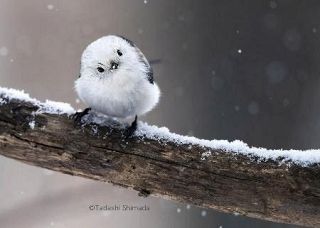 シマエナガ飛び回る森の観察カフェ　動物写真家が庭造り注力、北海道・千歳