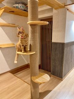 獣医師監修の設計でペット快適に　タカ建築、動物病院とリノベ事業