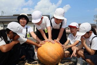 巨大カボチャ収穫したよ　灘崎小迫川分校３年生