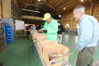 倉敷・真備でタケノコ出荷本格化　適度な降雨で前年以上見込む