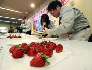 岡山のイチゴ生産者 出来栄え競う　共進会に農家１８戸が３２点出品