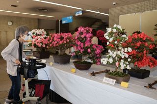 サツキ盆栽 色鮮やか   　岡山市役所で２８品種３７点