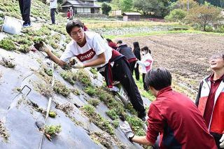 シバザクラ丁寧に植え替え　一宮高生、西粟倉村で社会貢献活動