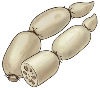 【食材ノート】レンコン　煮物や揚げ物に