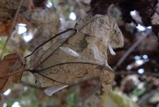 モミジバフウ枯らす外来種 フウノキギンバネスガ　昨秋岡山県内初確認 西部中心に被害拡大