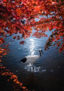 オカヤマフォトアワード　最優秀に竹藤さん（和気）ら３人