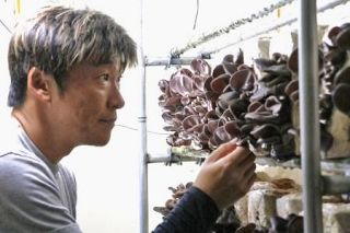 新型コロナで倒産危機、キクラゲ栽培で活路　埼玉のタクシー会社、肉厚な純国産が好評