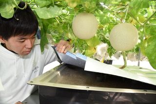 水耕栽培によるメロン事業参入　蜂谷工業、水質管理技術で指導も