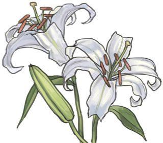 【花だより】ユリ　優雅な姿 多彩な色