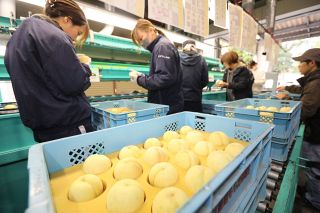 季節外れの希少白桃「冬桃がたり」　品質良好、総社で選果始まる