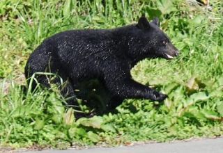 クマはどこからやってきたのか…後手に回ったクマ対策、長年警鐘を鳴らしてきた先進県の研究者の指摘　各地でクマ人材獲得競争が勃発、「影響は間違いなく全国に及ぶ」とも