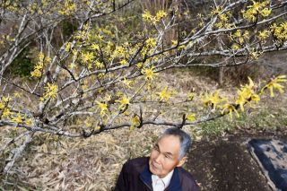 新見の私設植物園 アテツマンサク見頃　春の訪れを告げる黄色い小花